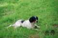 Setter Anglais POULBOT DE CAZAOUS Setter Anglais POULBOT DE CAZAOUS